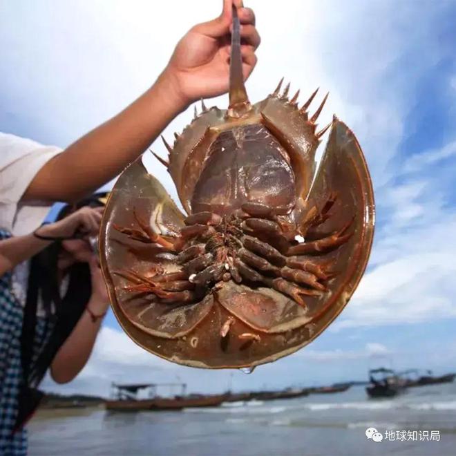 美食节目潮汕_潮汕美食家_潮汕爸妈的美食